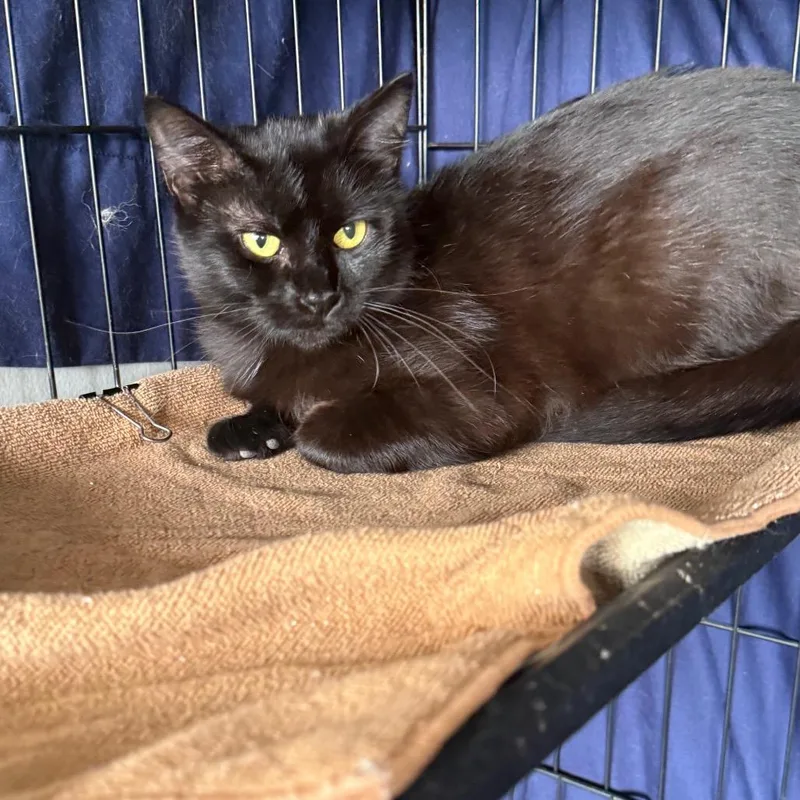 A young medium-sized female Black Domestic Short Hair cat named Rain for adoption in Normal, IL