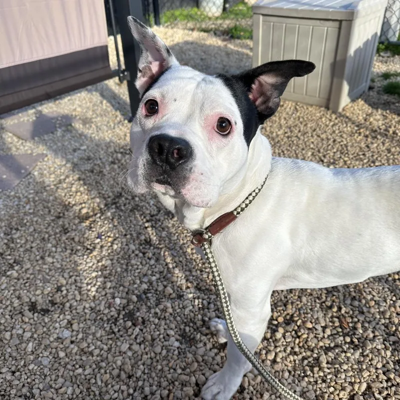 An adult medium-sized male Black Mixed Breed dog named Panda Boo for adoption in Philadelphia, PA