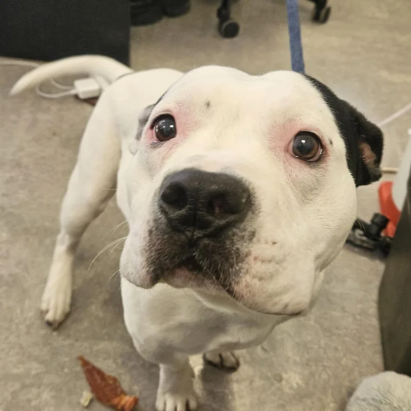 Panda Boo thumbnail 2