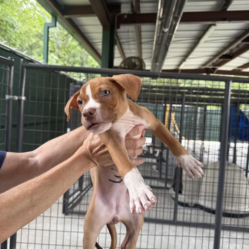 A baby medium-sized female Yellow / Tan / Blond / Fawn Pit Bull Terrier dog named Dixie for adoption in Auburn, NH
