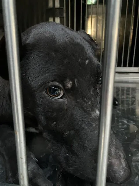 A young medium-sized female Mixed Breed dog named Gloria for adoption in Dallas, TX