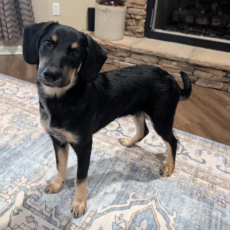 A young medium-sized male Shepherd dog named Goose for adoption in Enterprise, AL