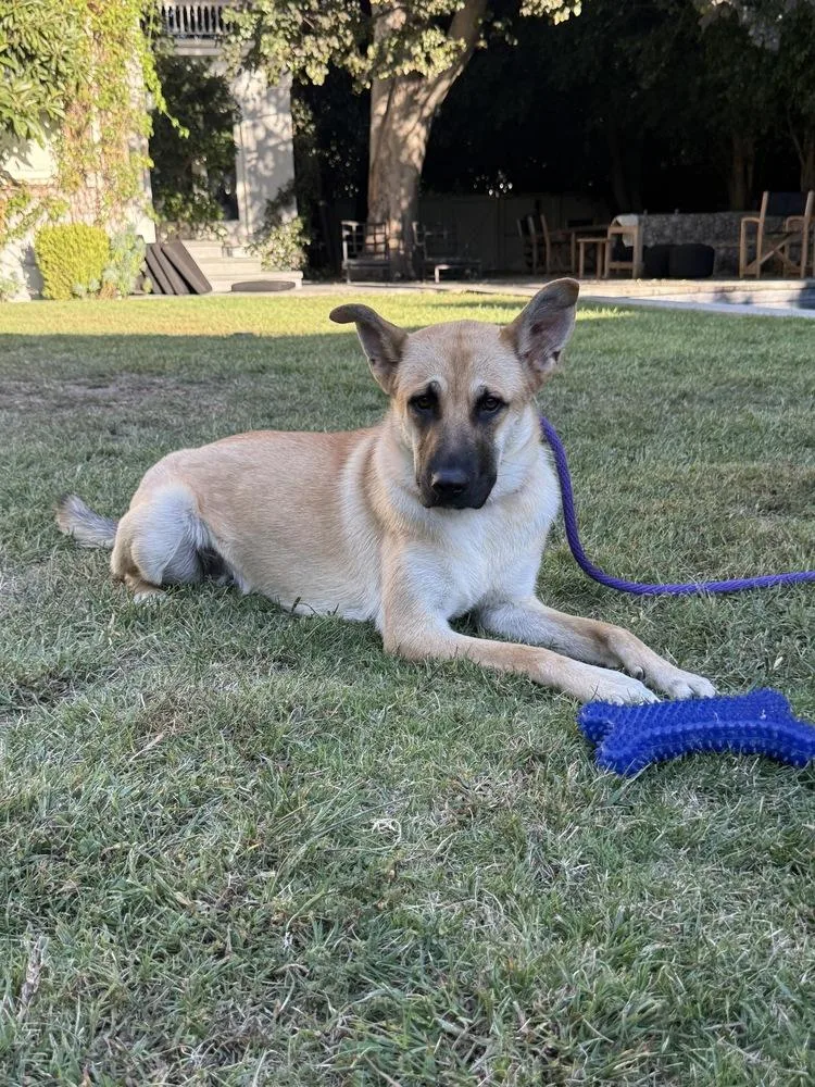 A young medium-sized female German Shepherd Dog dog named Honey for adoption in Los Angeles, CA