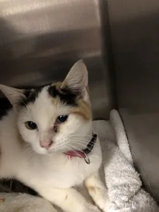 A baby small-sized female Domestic Short Hair cat named Autumn for adoption in Hillsboro, OR