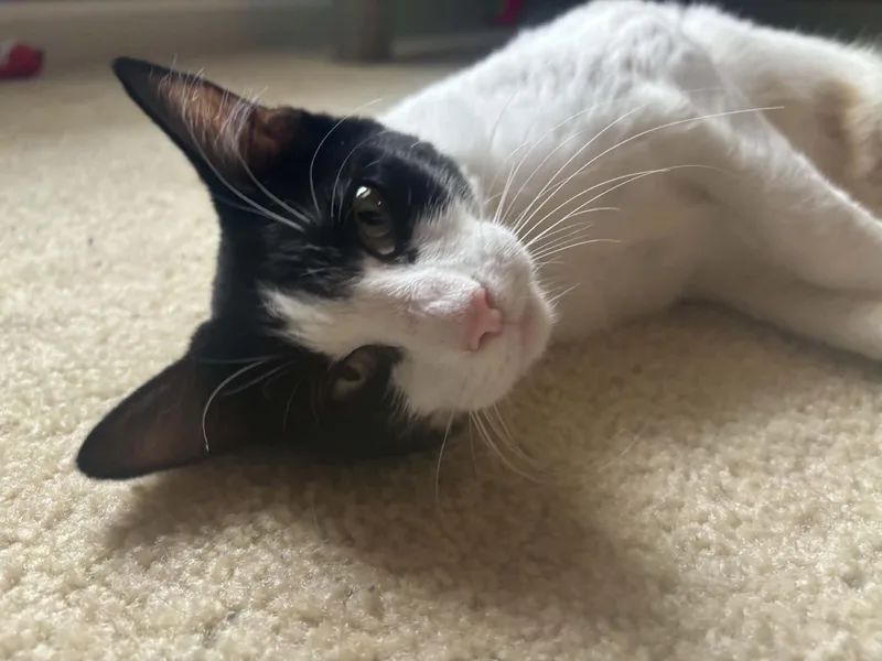 An adult medium-sized female Black & White / Tuxedo Domestic Short Hair cat named Oreo for adoption in Overland Park, KS