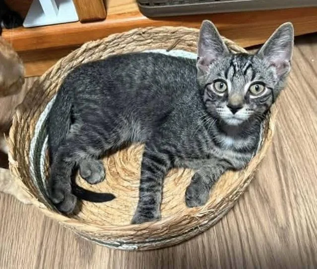 A baby medium-sized male Tabby (Gray / Blue / Silver) Domestic Short Hair cat named Coal for adoption in Breinigsville, PA
