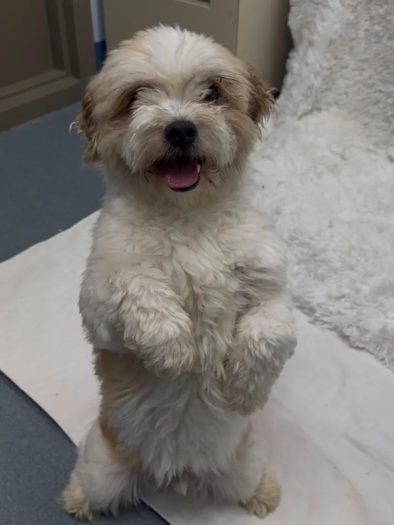 An adult small-sized male Apricot / Beige Shih Tzu dog named Vito Tag for adoption in Central Islip, NY