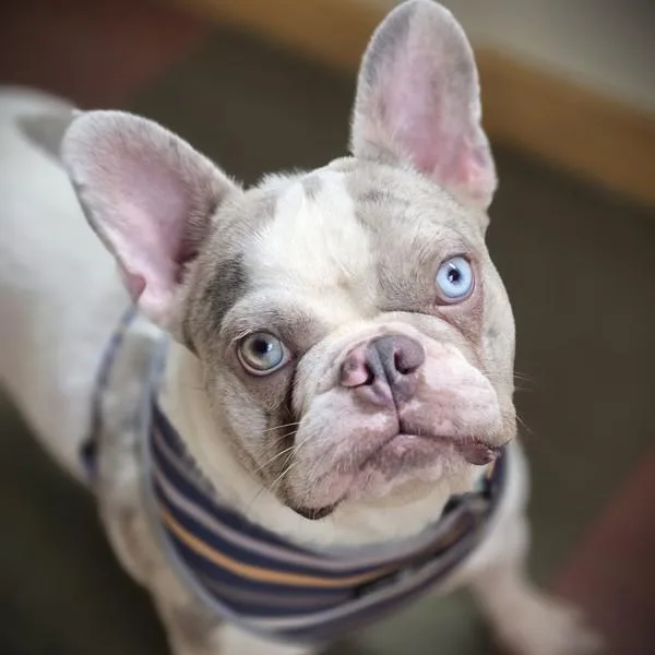 An adult medium-sized male French Bulldog dog named Merle Earl for adoption in Dublin, CA