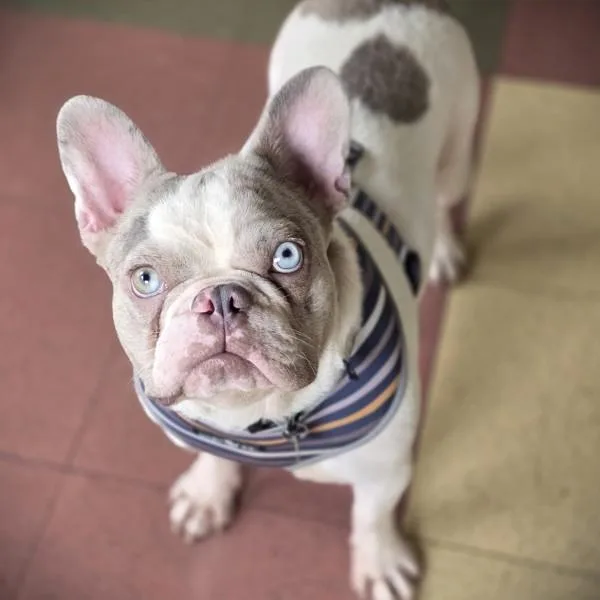 Merle Earl thumbnail 2