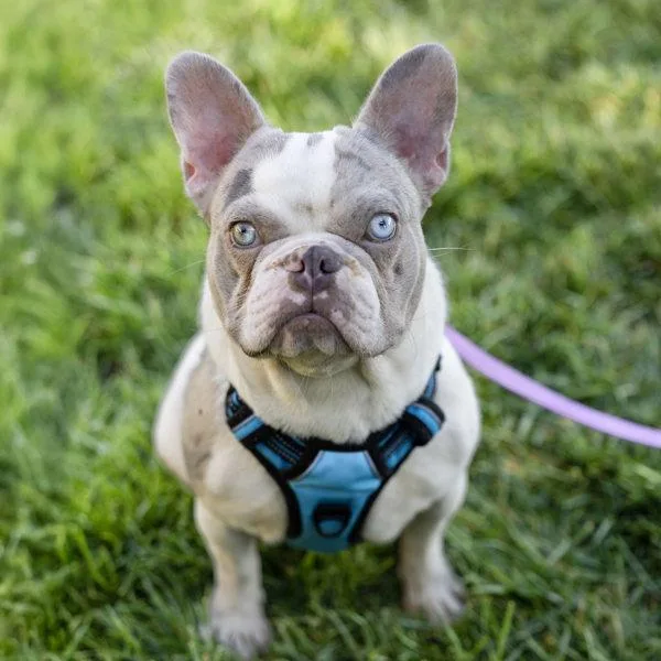 Merle Earl thumbnail 3