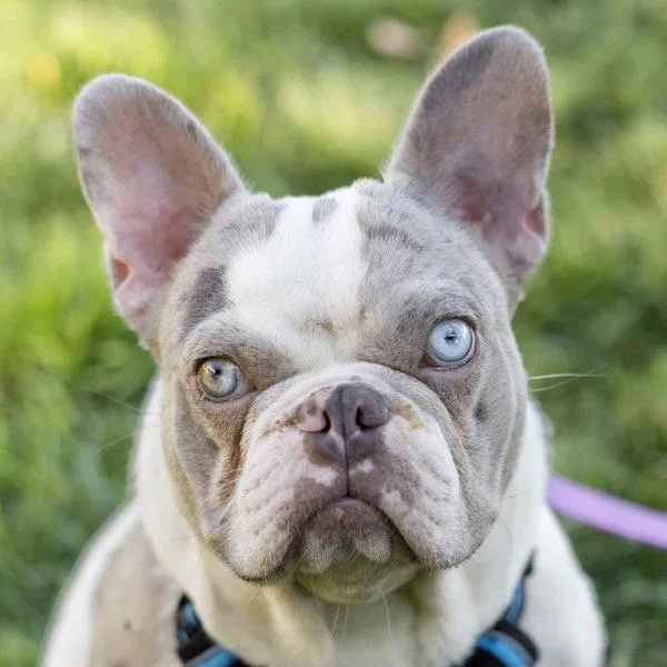 Merle Earl thumbnail 4