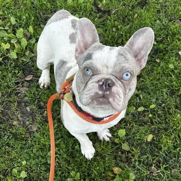 Merle Earl thumbnail 5