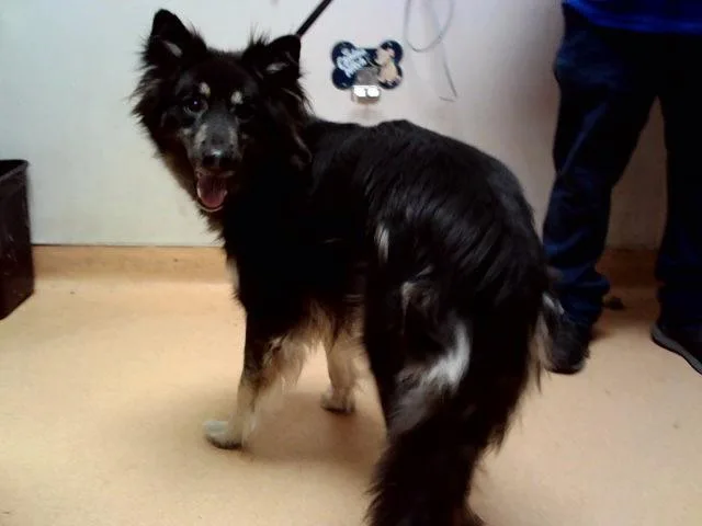 A young medium-sized female German Shepherd Dog dog named Raven for adoption in Martinez, CA