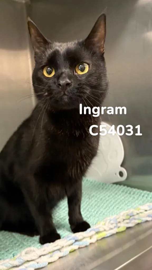 A young medium-sized male Domestic Short Hair cat named Ingram for adoption in Clarksville, TN