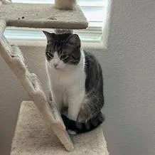 An adult small-sized male Brown / Chocolate Domestic Short Hair cat named Havarti for adoption in Las Vegas, NV