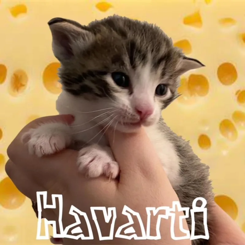 Havarti thumbnail 2