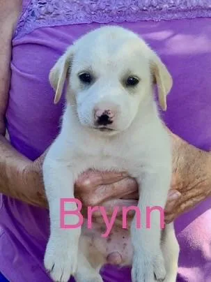 A baby small-sized female Great Pyrenees dog named Brynn for adoption in Welling, OK