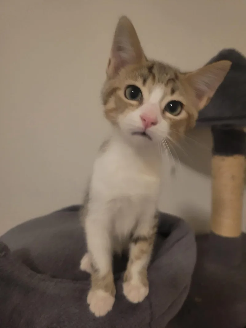 A baby medium-sized male Domestic Short Hair cat named Adam for adoption in Los Angeles, CA