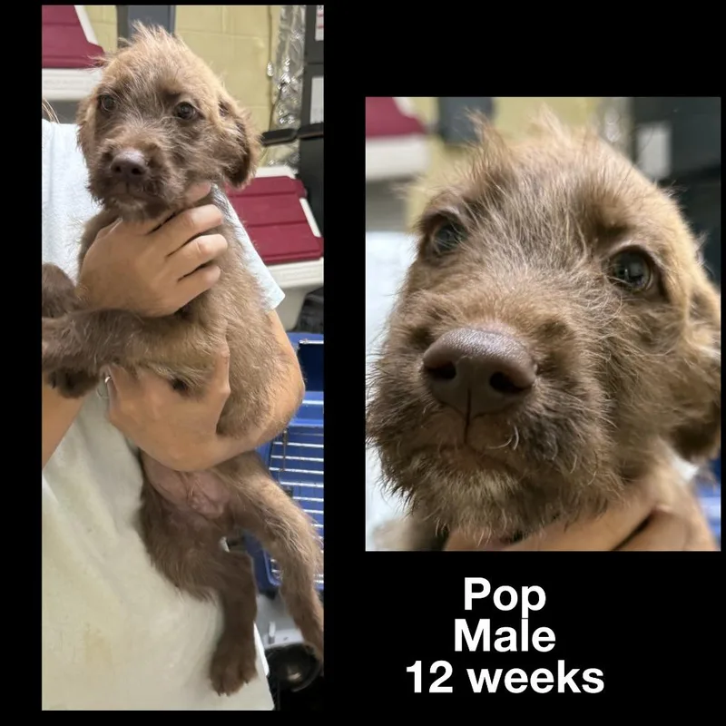 A young medium-sized male German Wirehaired Pointer dog named Pop for adoption in Staley, NC