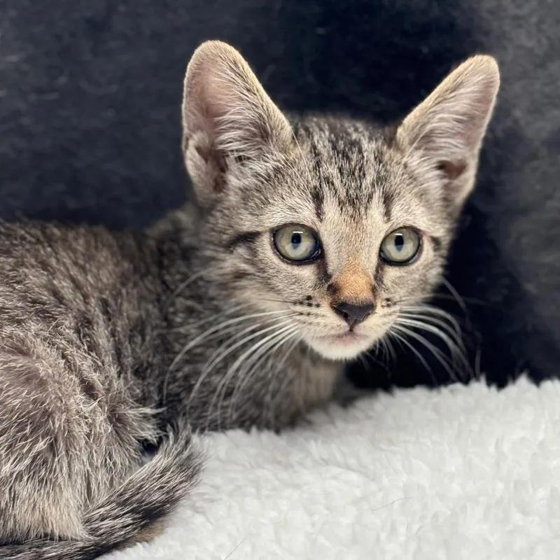 A baby small-sized female Brown / Chocolate Domestic Short Hair cat named Kenzie for adoption in Tustin, CA