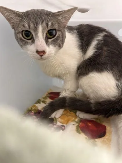 An adult small-sized male Domestic Short Hair cat named Wiggles for adoption in Roseville, CA