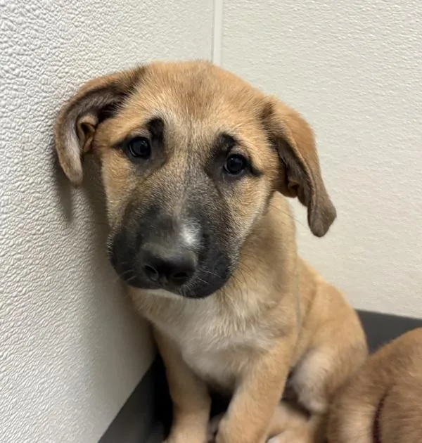 A young extra large-sized female Great Pyrenees dog named Oaks for adoption in El Cajon, CA