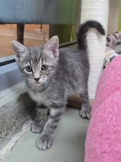 A baby small-sized female Domestic Short Hair cat named Alley for adoption in Savannah, GA