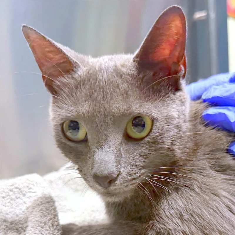 An adult medium-sized female Gray / Blue / Silver Domestic Short Hair cat named Ketchup for adoption in Providence, RI