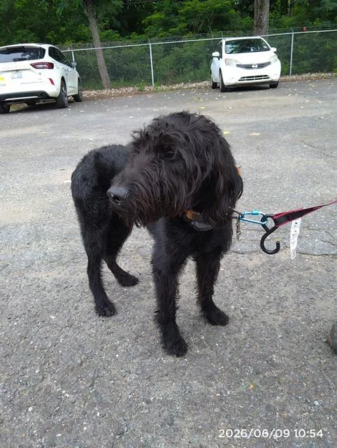A young large-sized male Poodle dog named A for adoption in Charlotte, NC