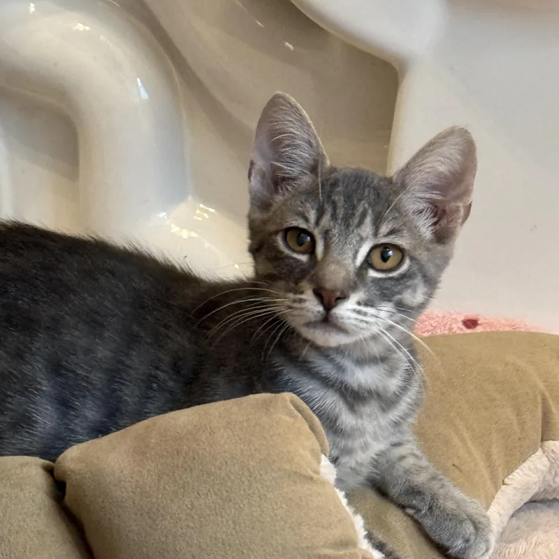 A baby medium-sized male Domestic Short Hair cat named Charlie for adoption in jacksonville, FL