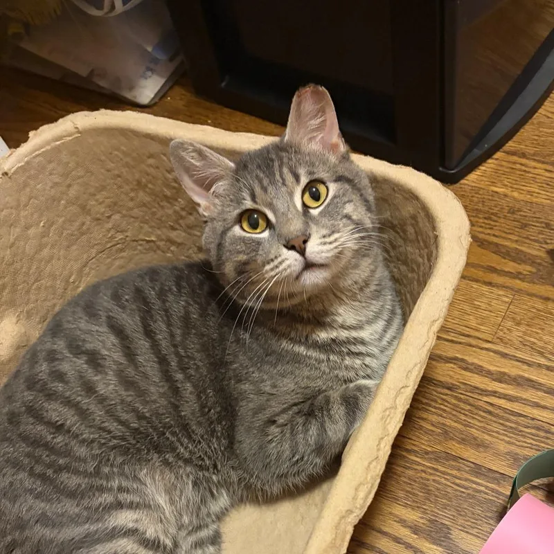 An adult medium-sized male Gray / Blue / Silver Domestic Short Hair cat named Austin for adoption in Chicago, IL