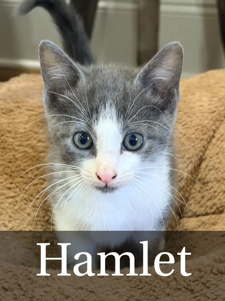 A baby medium-sized male Domestic Short Hair cat named Hamlet for adoption in Hoover , AL