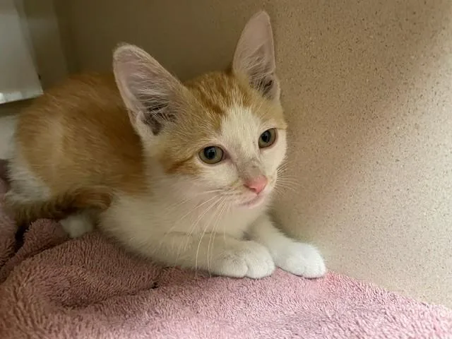 A baby small-sized male Domestic Short Hair cat named Rodeo for adoption in Denver, CO