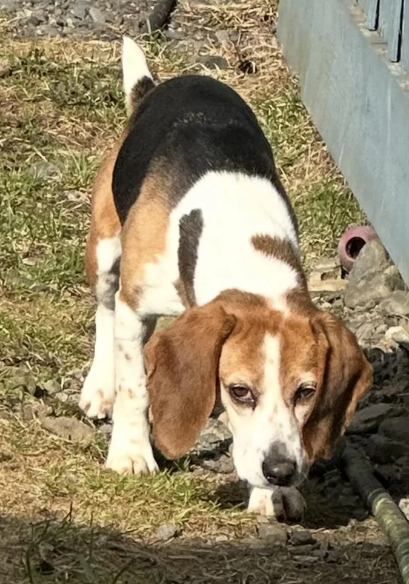 An adult medium-sized female Beagle dog named Autumn for adoption in Alexander, AR