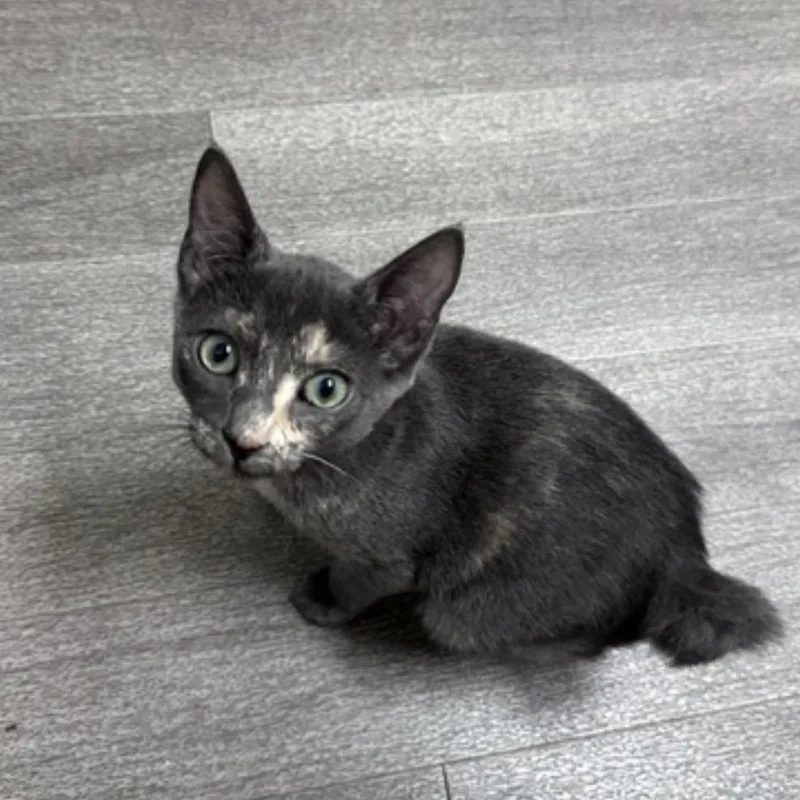A young small-sized female Tortoiseshell Domestic Short Hair cat named Kaida for adoption in Estacada, OR