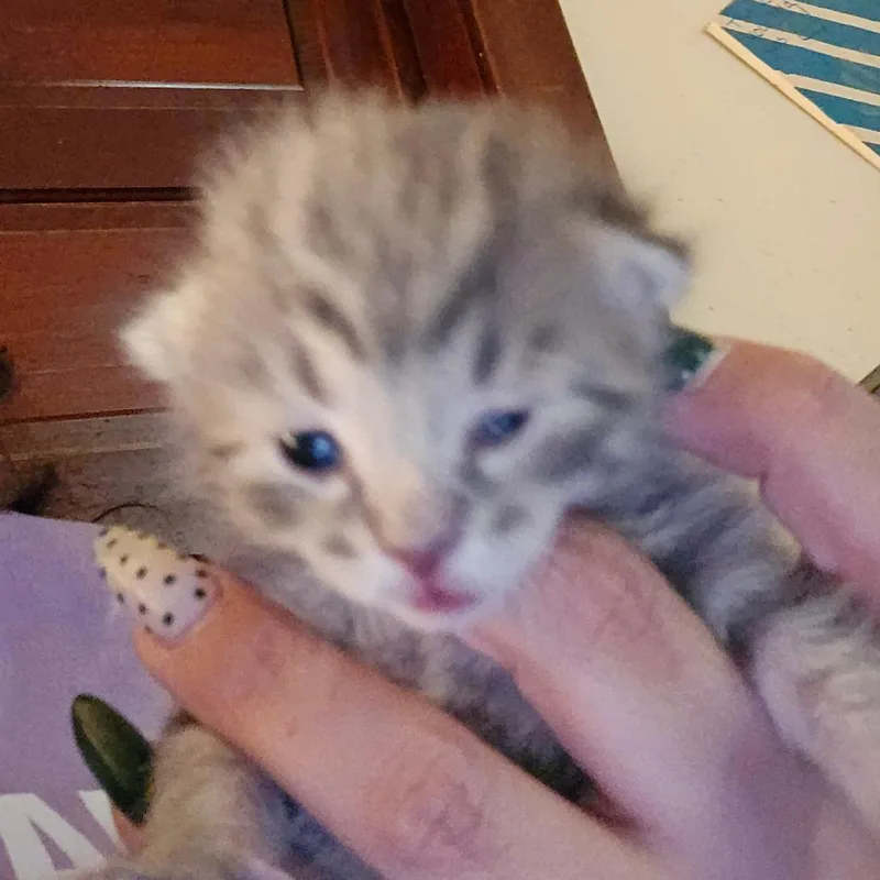 A baby small-sized female Gray / Blue / Silver Domestic Short Hair cat named Traeh for adoption in Hanna City, IL
