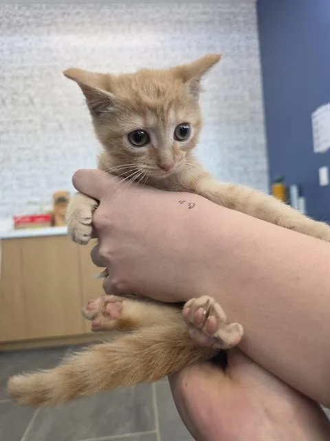 A baby small-sized female Domestic Short Hair cat named Luka for adoption in Indianapolis, IN