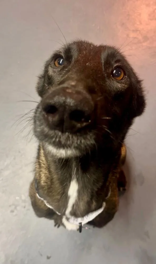 A young medium-sized female Tricolor (Brown, Black, & White) Belgian Shepherd / Malinois dog named DND Momma Mimic for adoption in Imlay City, MI