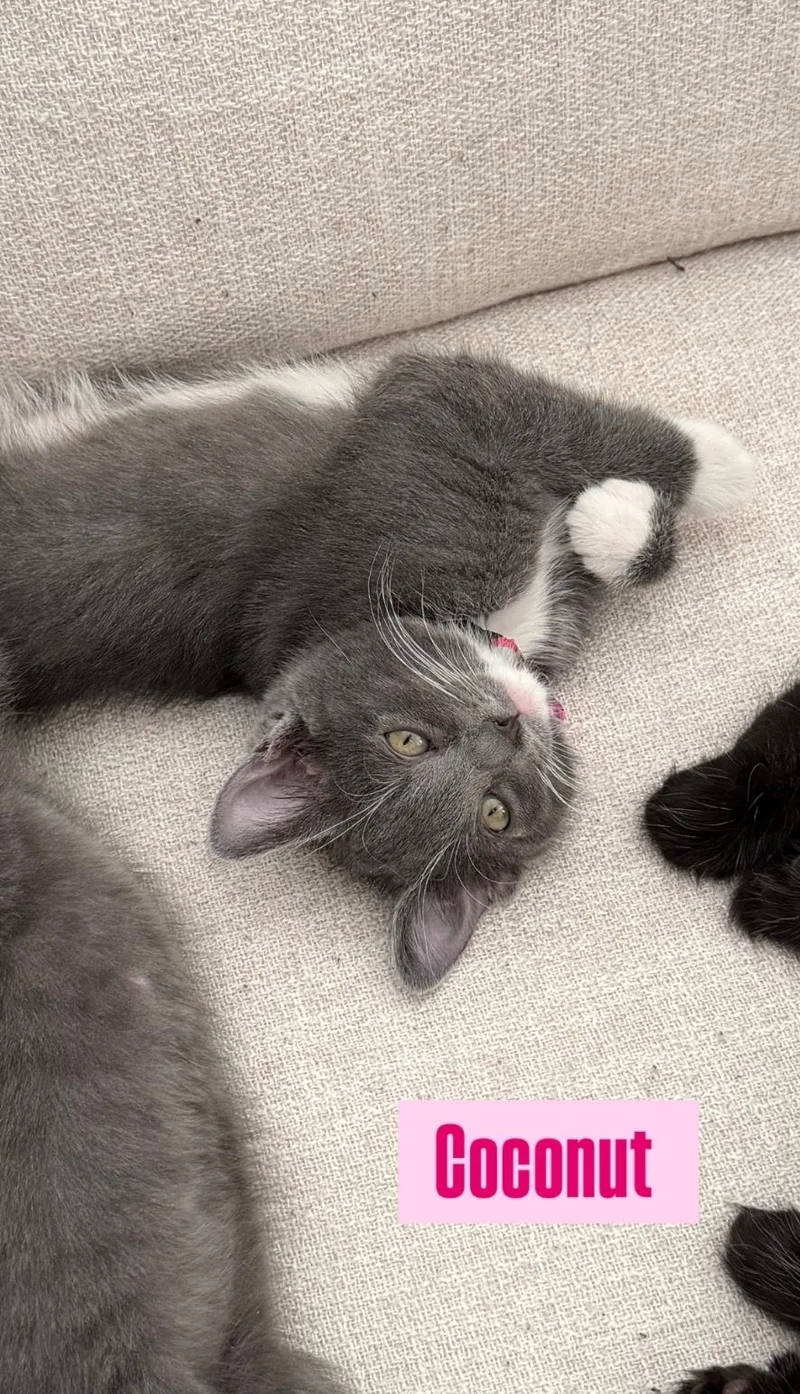 A baby medium-sized female Gray & White Domestic Medium Hair cat named Coconut for adoption in Brentwood, CA
