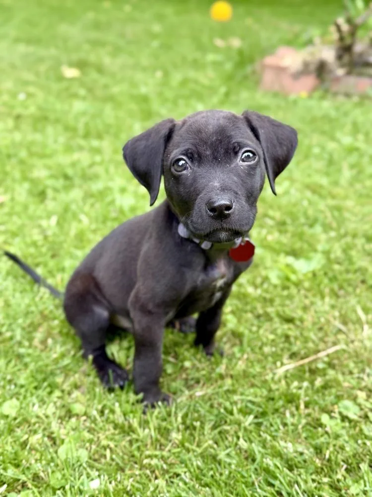 A baby medium-sized male Black Pit Bull Terrier dog named Milo for adoption in Syracuse, NY