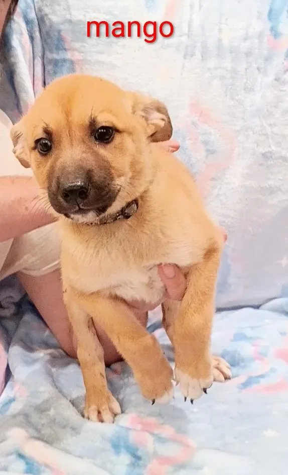 A baby large-sized female Golden Shepherd dog named Mango for adoption in Frazier Park, CA