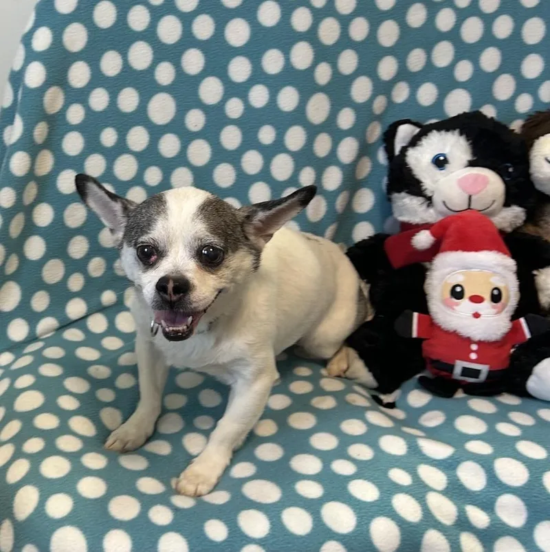 A senior small-sized male Tricolor (Brown, Black, & White) Chihuahua dog named Cedric for adoption in Cedartown, GA