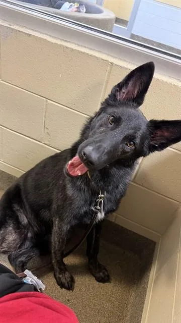 A young large-sized male Mixed Breed dog named Wile E Coyote for adoption in Jacksonville, FL