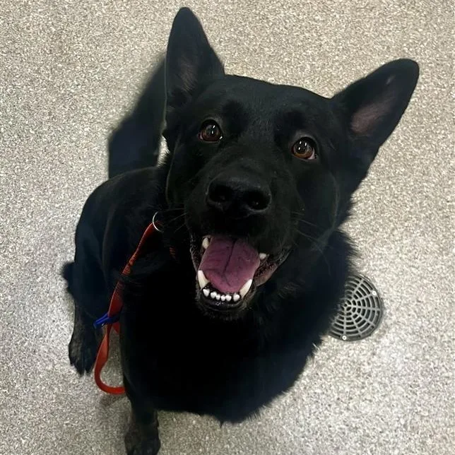 An adult large-sized male Black German Shepherd Dog dog named Max for adoption in Prince Frederick, MD