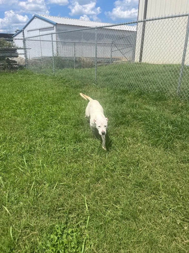 An adult large-sized female Mixed Breed dog named Sarah for adoption in Bossier City, LA