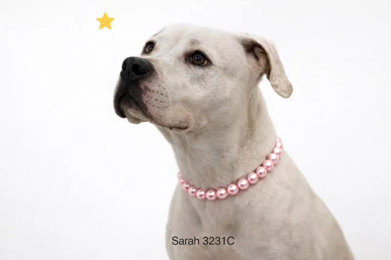 Sarah thumbnail 3