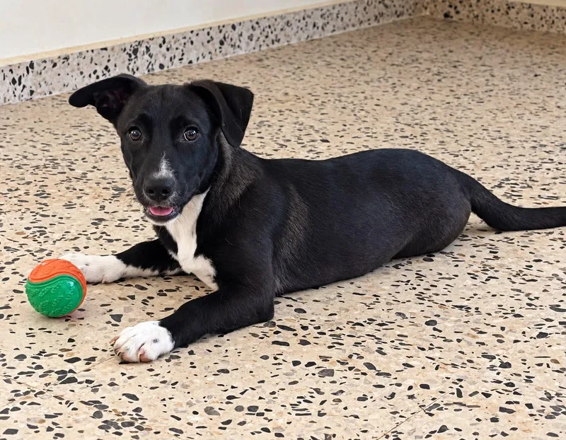 A baby medium-sized male Border Collie dog named Colby for adoption in Jenkintown, PA