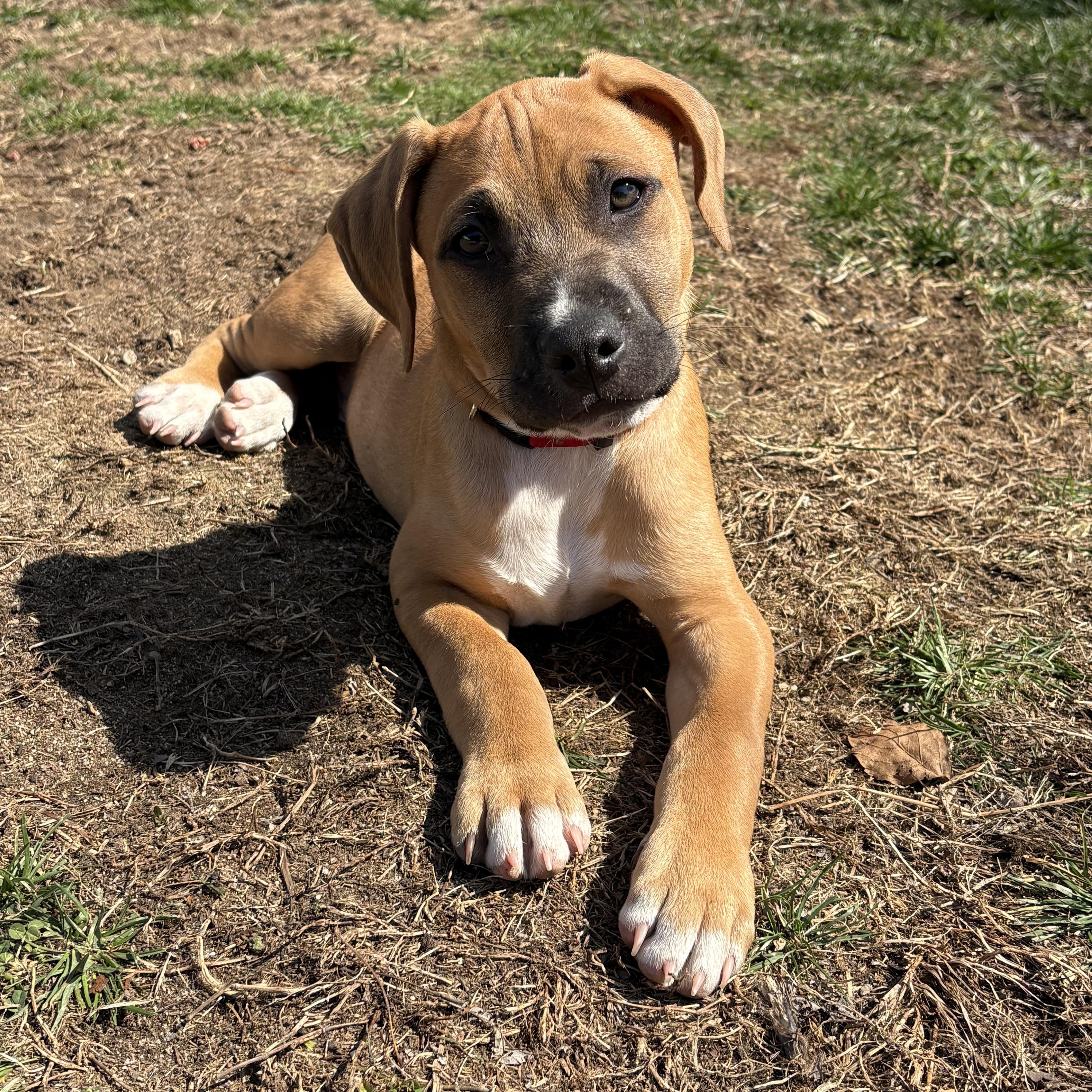 A baby medium-sized male Red / Chestnut / Orange Mixed Breed dog named Declan for adoption in Medford, NY