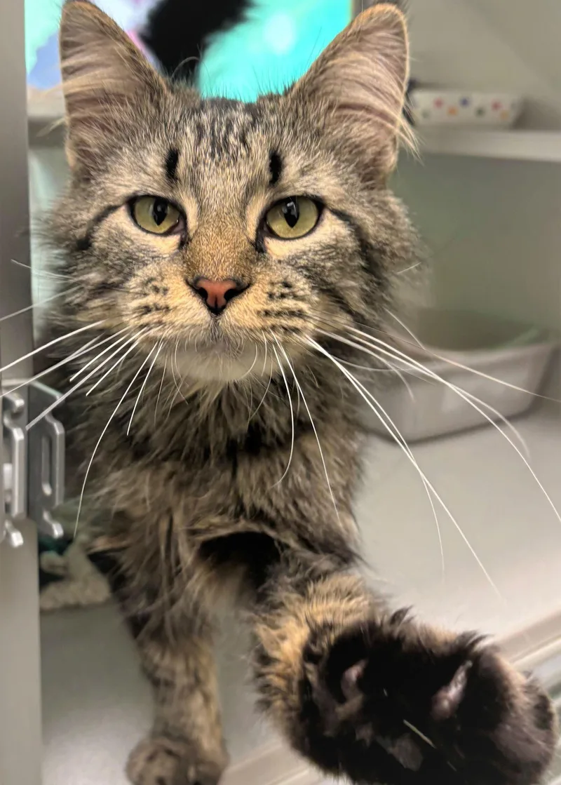An adult medium-sized male Domestic Long Hair cat named Bumper Car for adoption in Iowa City, IA