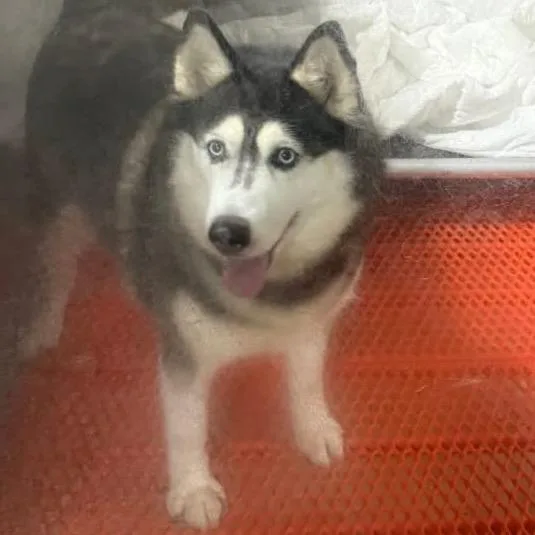 A senior medium-sized female Gray / Blue / Silver Husky dog named Vixen for adoption in West Chester, PA